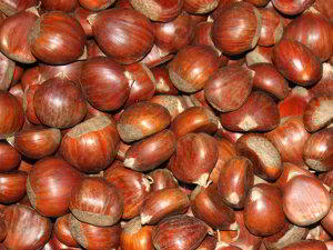 Castanhas frescas e recém colhidas Castanhas frescas
