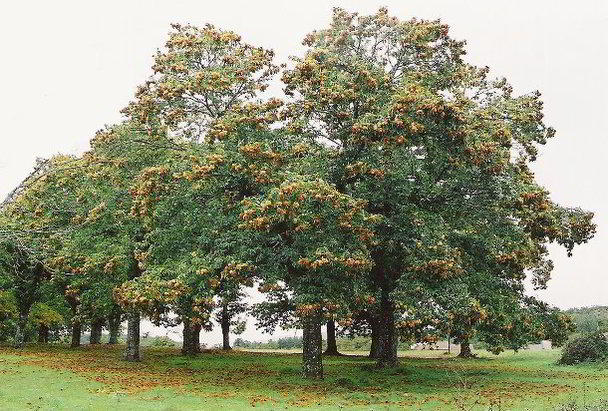 Chestnut trees loaded with nuts