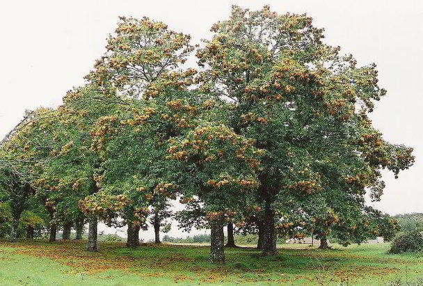 Châtaigniers chargés avec des châtaignes